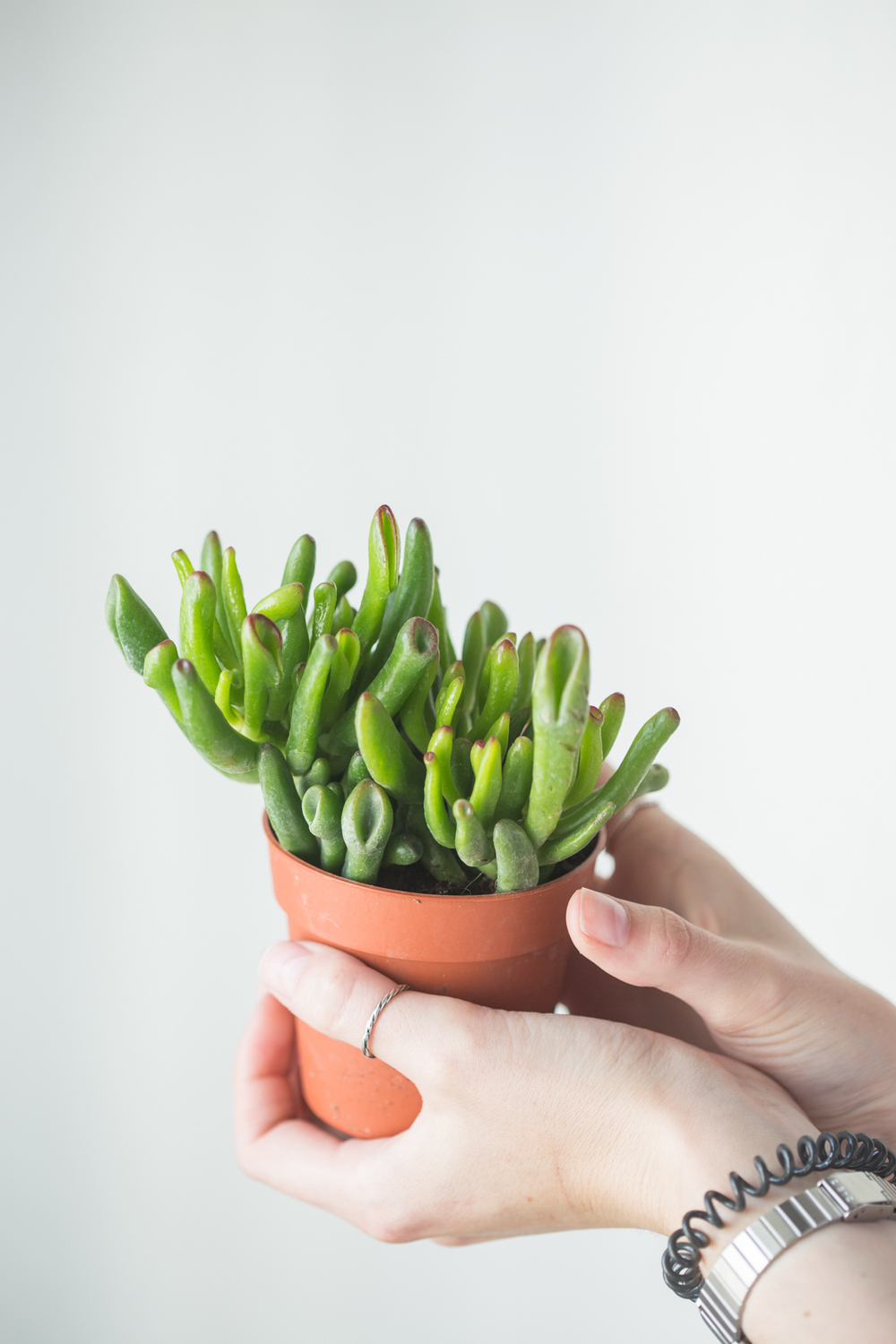 Крассула Хоббит (8 см)