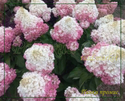 Гортензия метельчатая Пинк Промис- Розовое желание (Hydrangea paniculata `Pinky Promise`)