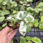 Перец P.HEART SHAPE WHITE VAR