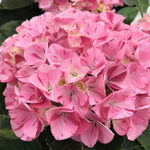 Confetti Panter/ Конфетти Пантера (Стандарт поставки Р9)2025г.