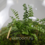 Флорариум эко-система Du-Bubble Папоротни
