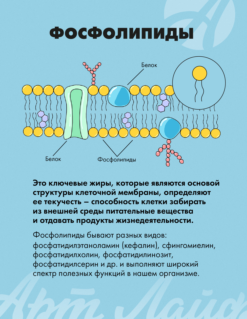 Лецитин-гель, туба Витаминный комплекс с фосфолипидами