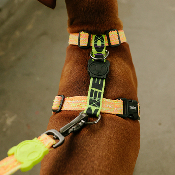 Шлейка BIKR Zee.Dog
