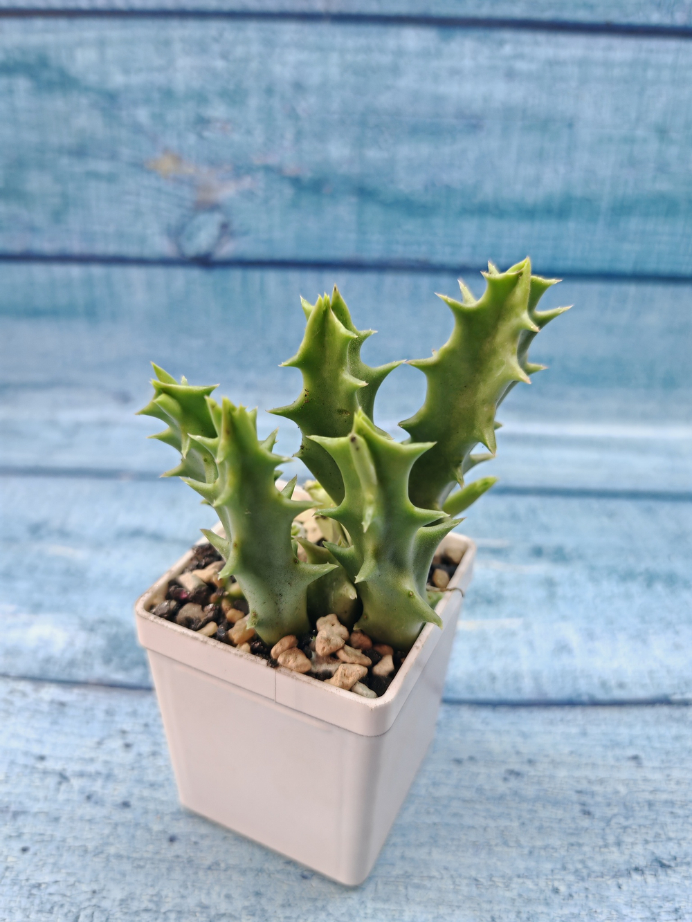 Huernia Macrocarpa (Гуерния)