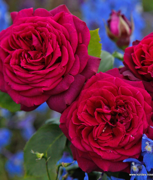 Роза Графиня Диана на штамбе 90-100 см Закупка М17 весна 2026