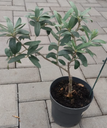 Олива, диаметр 13см