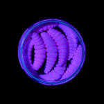 Форелевая приманка "Minoga" MAGGOT 1,6"(8шт) 40мм, 2,5гр, цвет 07