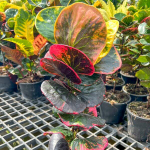 Кротон YOD KHUMPHON