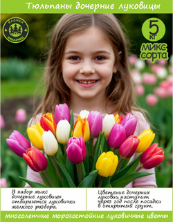Тюльпан Луковица, дочерние, 5 кг