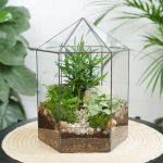 Готовый флорариум бонсай Подокарпус Хижина