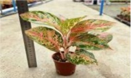 Аглаонема Star Shining д.9