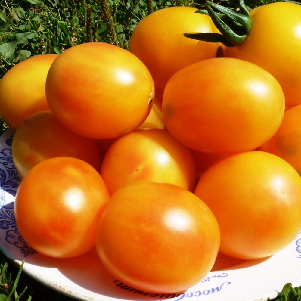 Помидоры Алыча