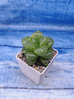 Haworthia Comptoniana hybrid (Хавортия)