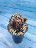 Gymnocalycium T-Rex Pink hybride (Гимнокалициум T-rex)