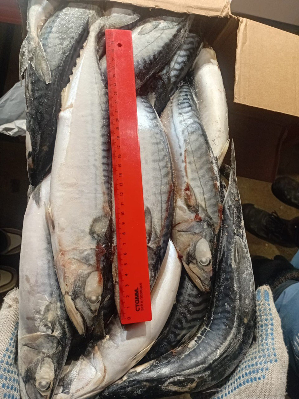 Скумбрия с/м н/р 400-600