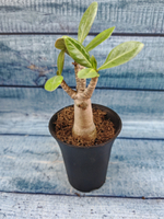 Adenium Baobab (Адениум)
