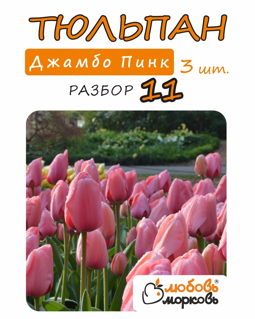 Тюльпан Луковица, Джамбо Пинк, 3шт