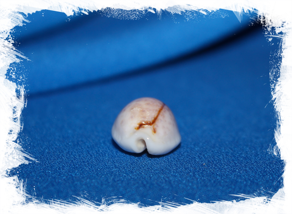 Ципрея бойвини (Erosaria boivinii)