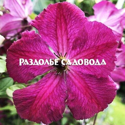 Клематис крупноцветковый Карменсита