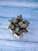 Haworthia Bayeri x Comptoniana (Хавортия)