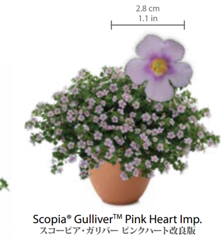 ЕВРО Bacopa Gulliver Pink Heart Imp укор черенок декабрь
