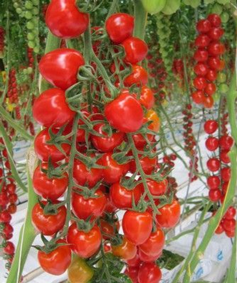Дашер F1 семена томата индетерминантного (De Ruiter Seeds / Де Ройтер Сидс)