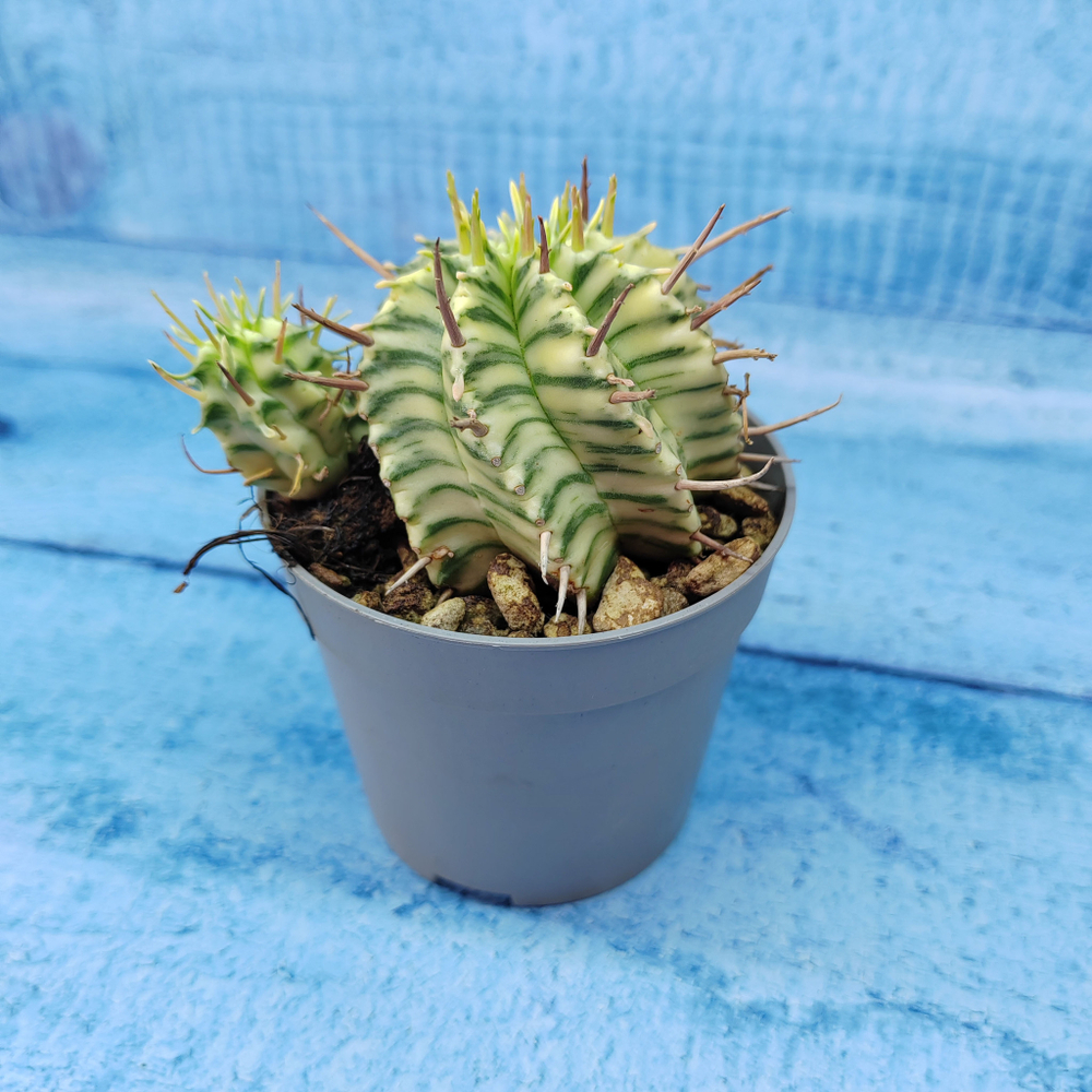 Euphorbia meloformis f. Variegated (Эуфорбия вариегатная)