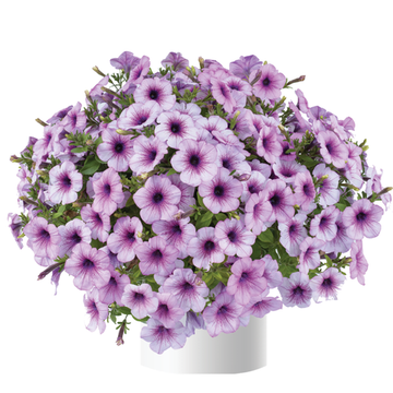 Петуния ампельная Capella Purple Veins (П7)