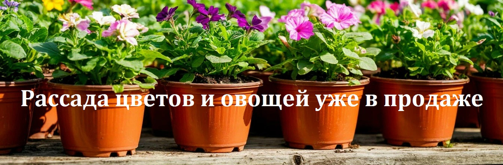 Рассада цветов, овощей, пряных трав уже в продаже!
