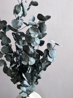 Эвкалипт Цинерия стабилизированный зеленый