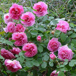 Роза английская парковая "Gertrude Jekyll"