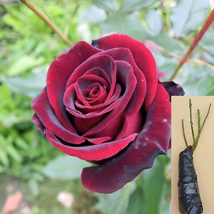 Роза Черный Принц чайно-гибридная саженец с ОКС.