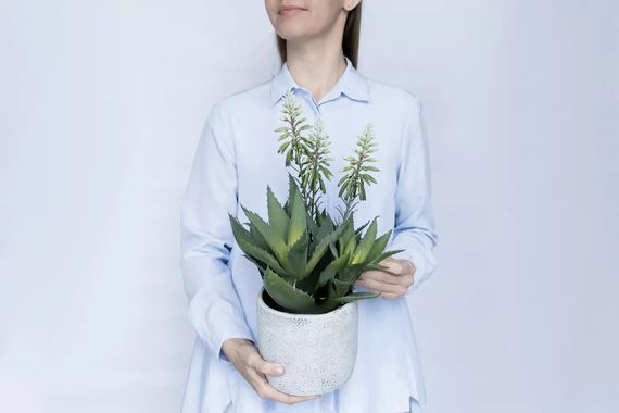 Алоэ цветущий