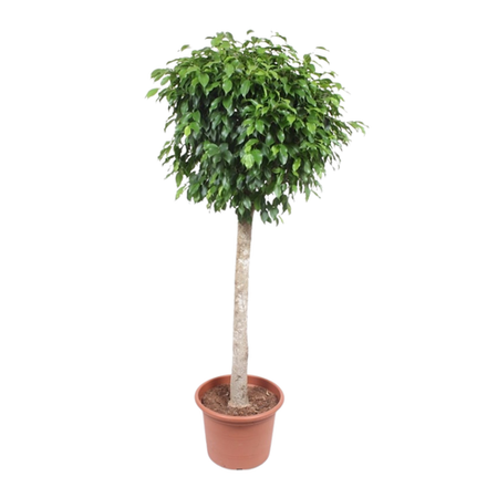 Фикус Нитида штамб