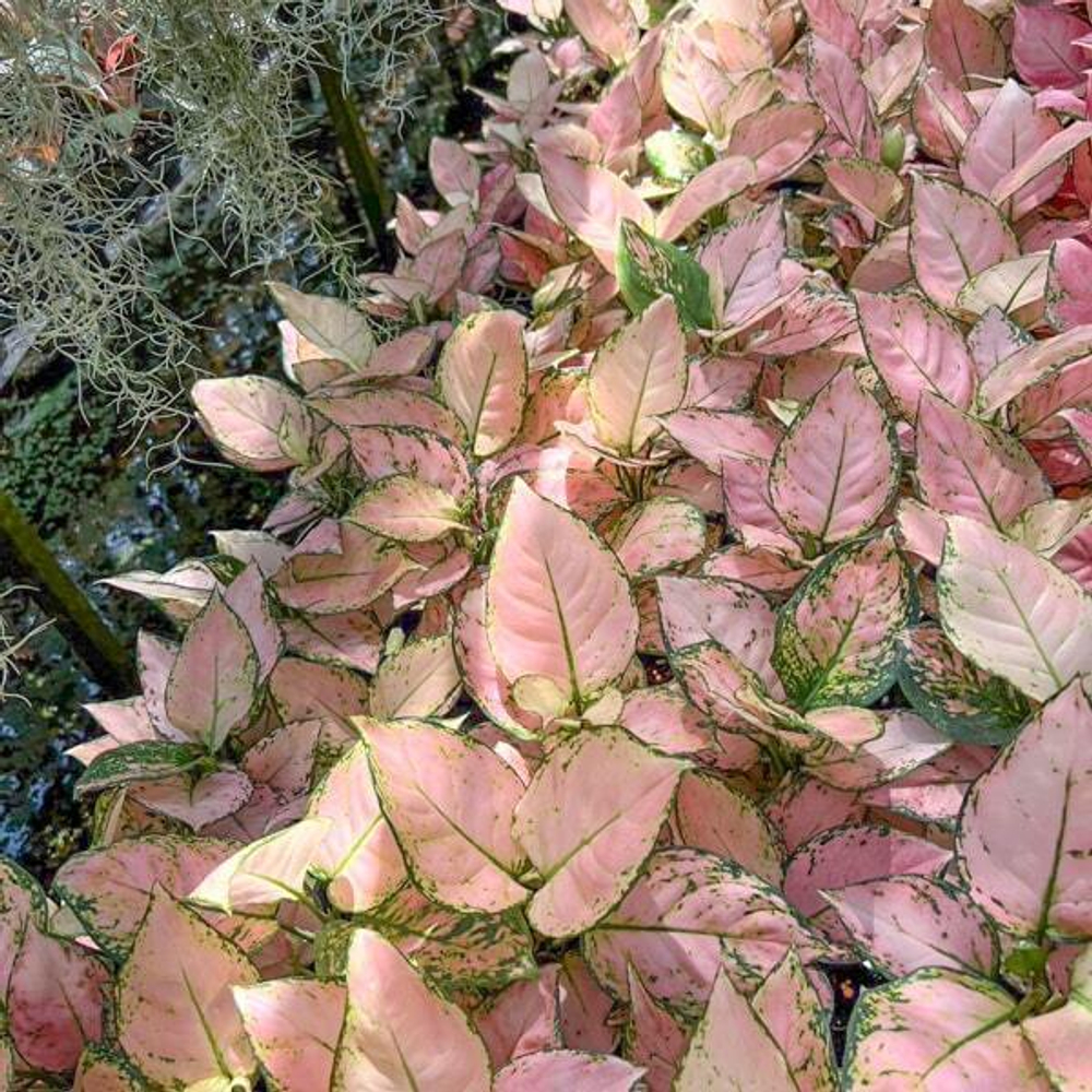 Аглаонема ANYAMANEE BABY PINK