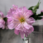 🌸♛ Месье Жюль Эли (Monsieur Jules Elie) — букет ароматных пионов — 8 марта у Феи