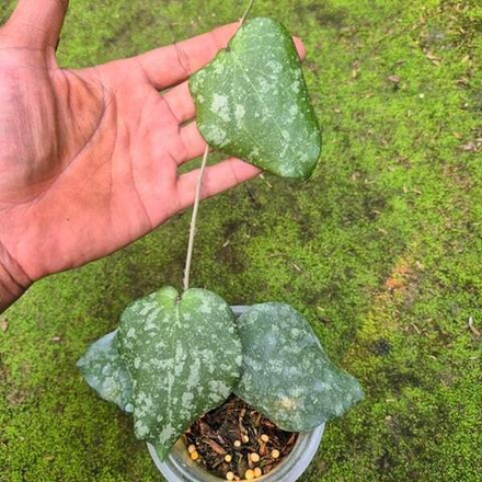 Хойя PURPUREOFUSCA X IMBRICATA