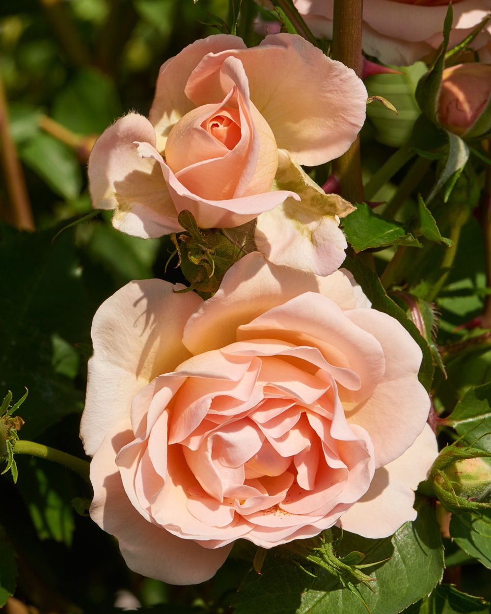 Парасоль (Parasol)