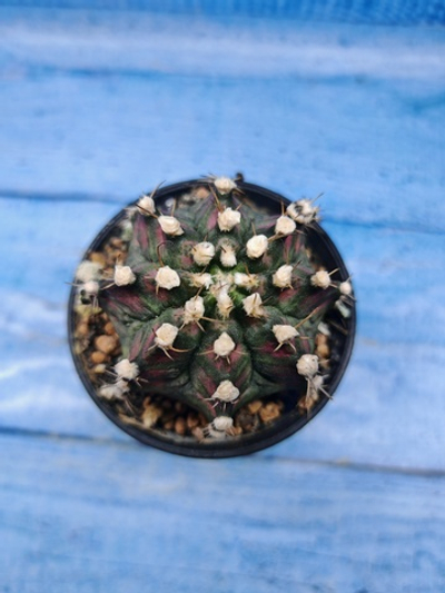 Gymnocalycium T-Rex Pink hybrid (Гимнокалициум T-rex)