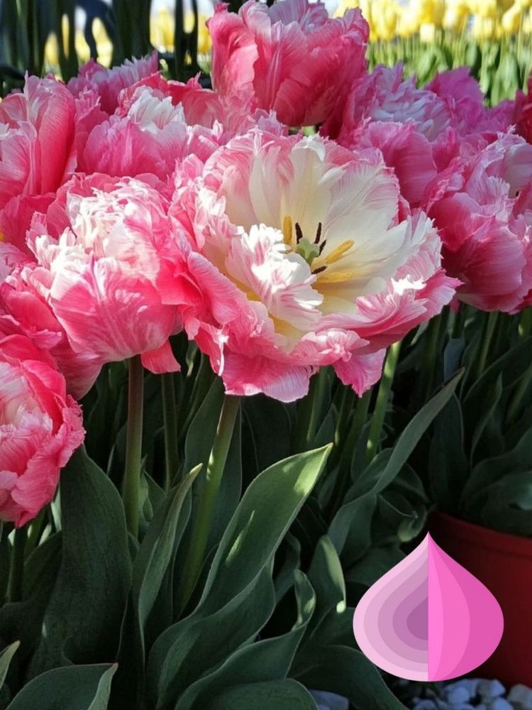 Тюльпан Дабл Шугар Закупка М78 сентябрь 2026