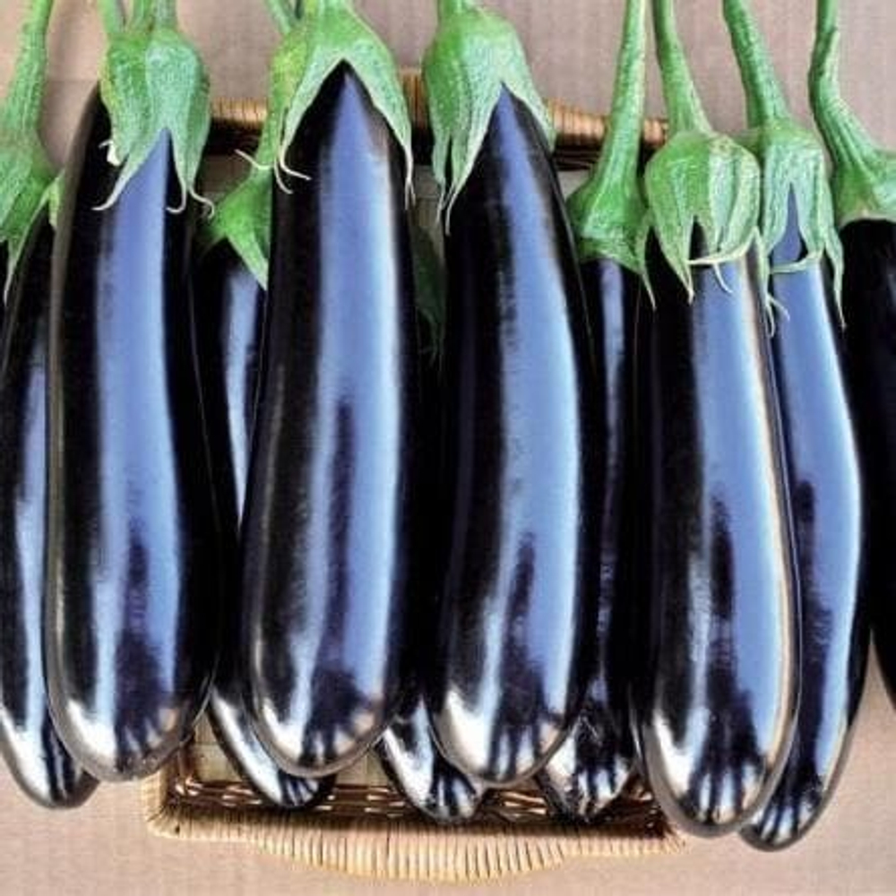 Фаворит F1 семена баклажана (Vilmorin / Вильморин)