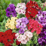 Флокс метельчатый микс