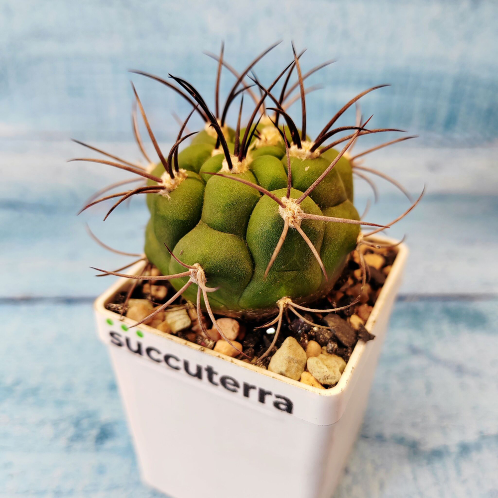 Gymnocalycium Saglionis (Гимнокалициум Сальо)
