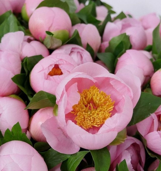 Пион Софт Салмон Сосер 3-5 почек Закупка М81 октябрь 2026