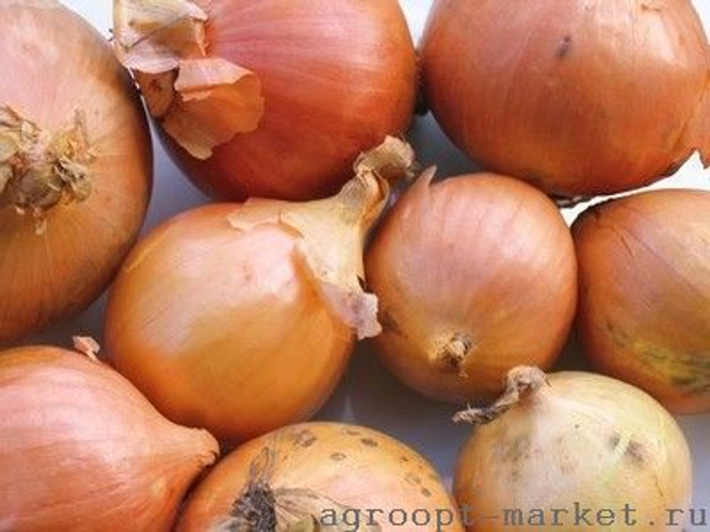 Миссисипи F1 семена лука репчатого (Seminis / Семинис)