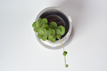 Пеперомия Тетрафилла Хоуп / Peperomia Tetraphylla Hope