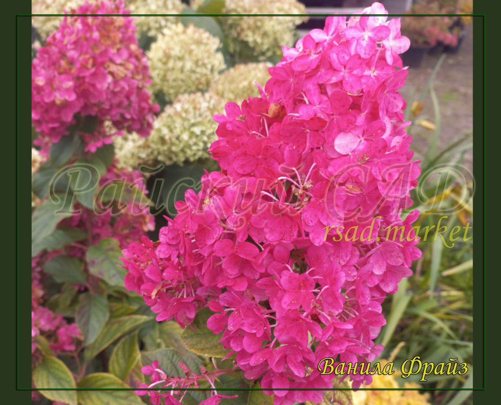 Гортензия метельчатая Ванилла Фрайз- Ванильная Клубника (Hydrangea paniculata `Vanille Fraise`)