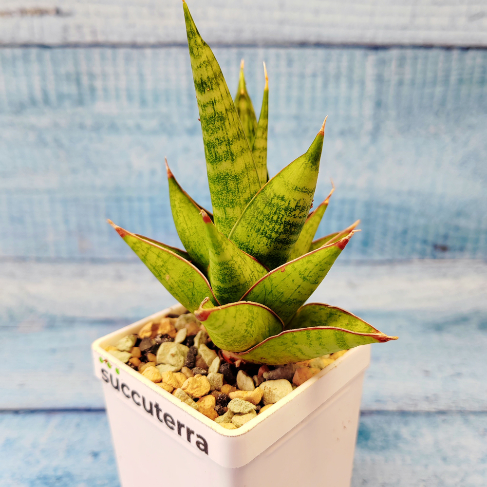 Sansevieria Jewel Crown (Сансевиерия)