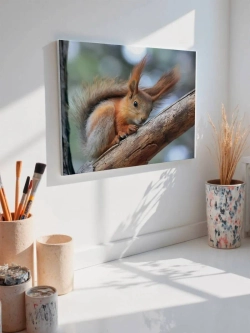 Картина на стену 40 X 50 Белка