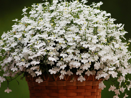 Лобелия ампельная